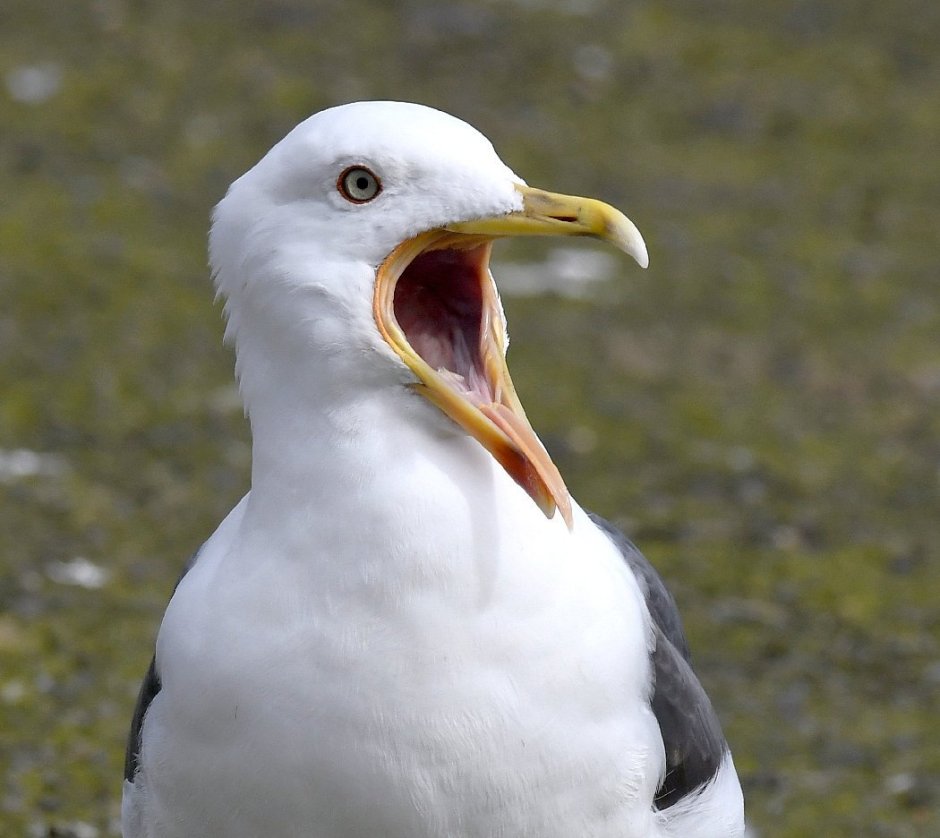 Чайка клуша