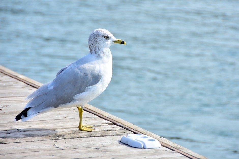 Альбатрос Крым птица