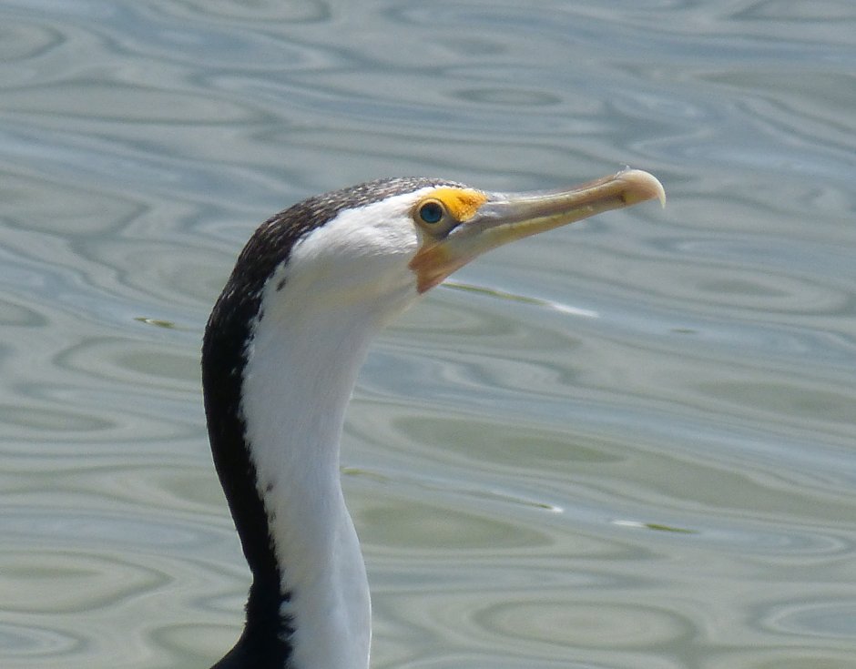 Баклан ареал обитания
