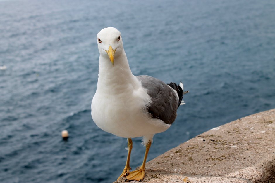 Альбатрос Баклан птица