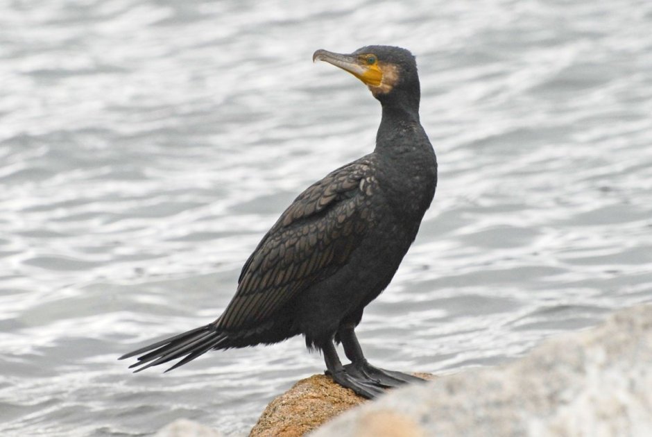 Краснолицый Баклан