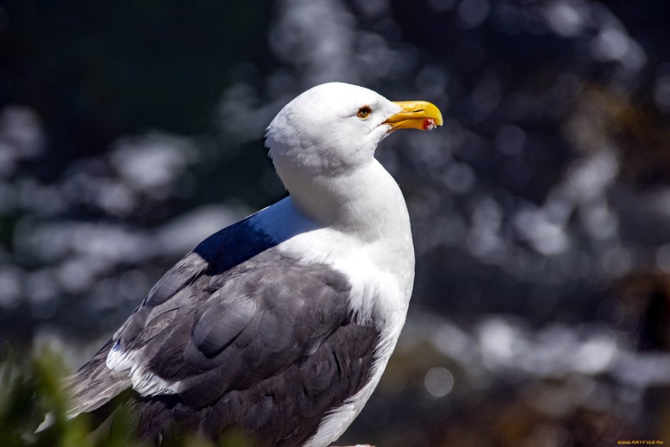 Чайка Баклан птица