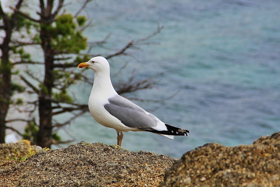 Чайка Баклан Альбатрос