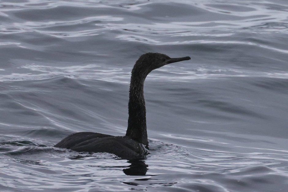 Птицы Камчатки