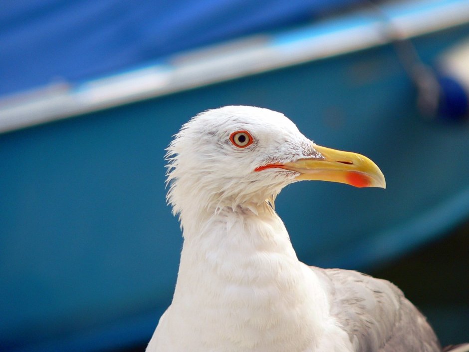 Чайка Баклан птица