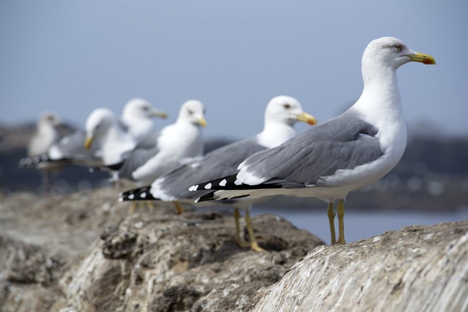 Серебристая Чайка Larus argentatus