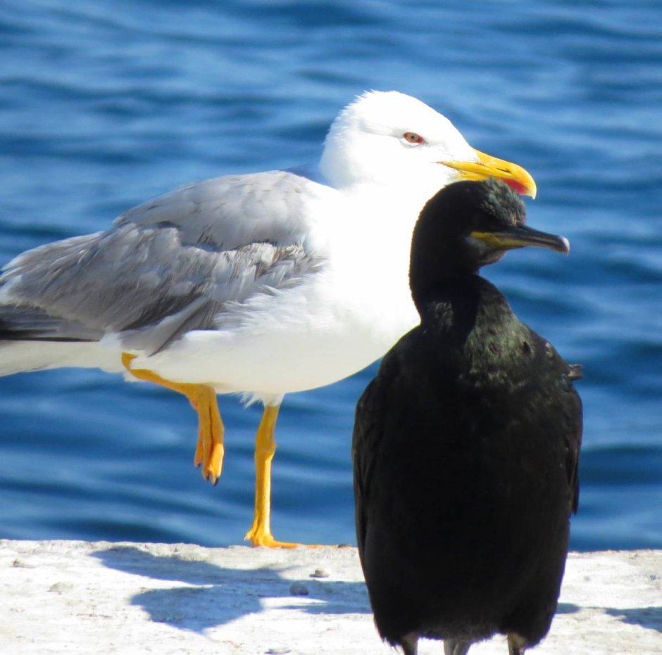 Чайковые бакланы