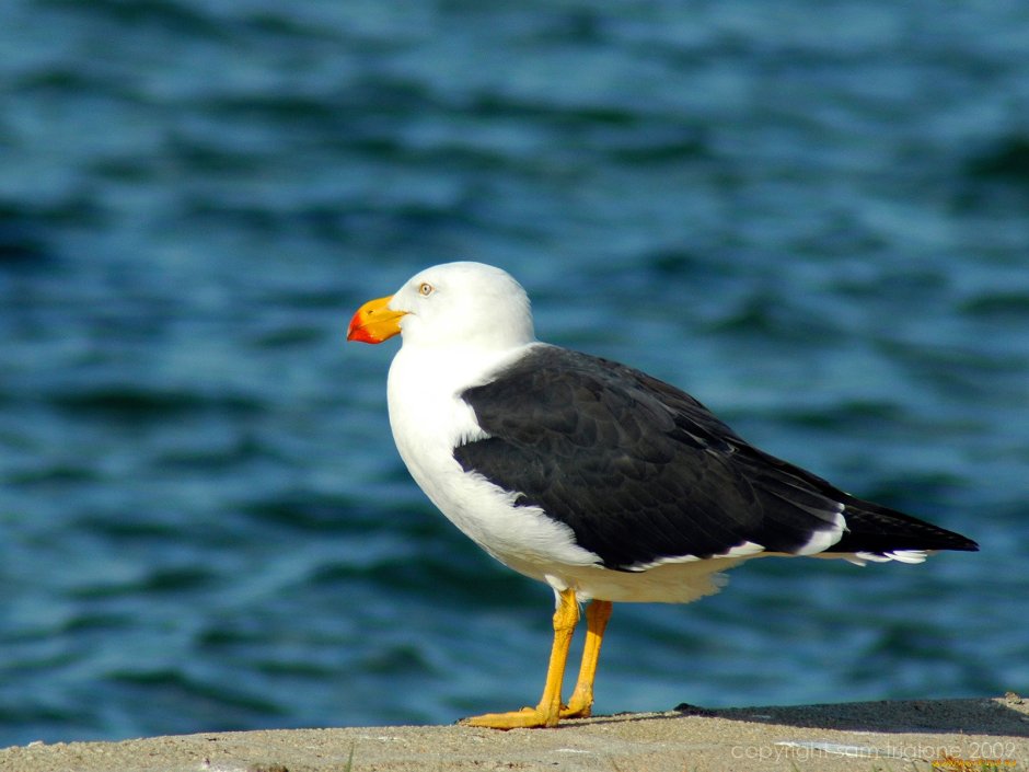 Чайки в Мурманске