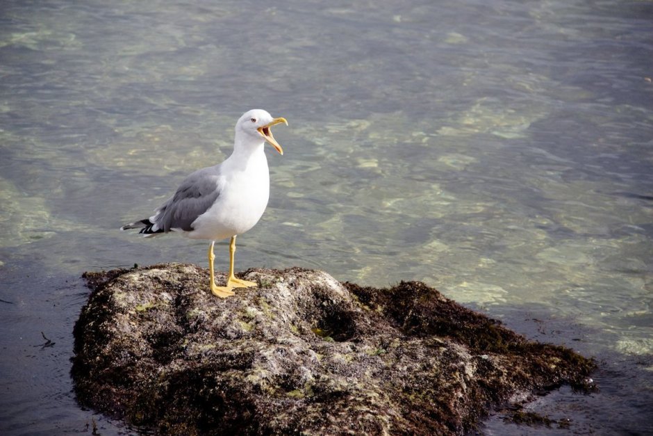 Баклан Мурманск