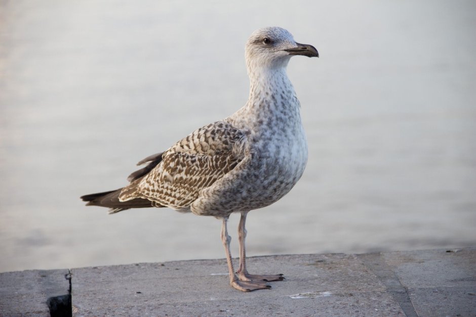 Баклан птица белый в Санкт-Петербурге