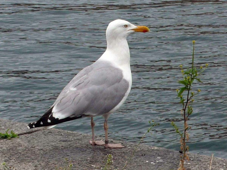 Чайка хохотунья