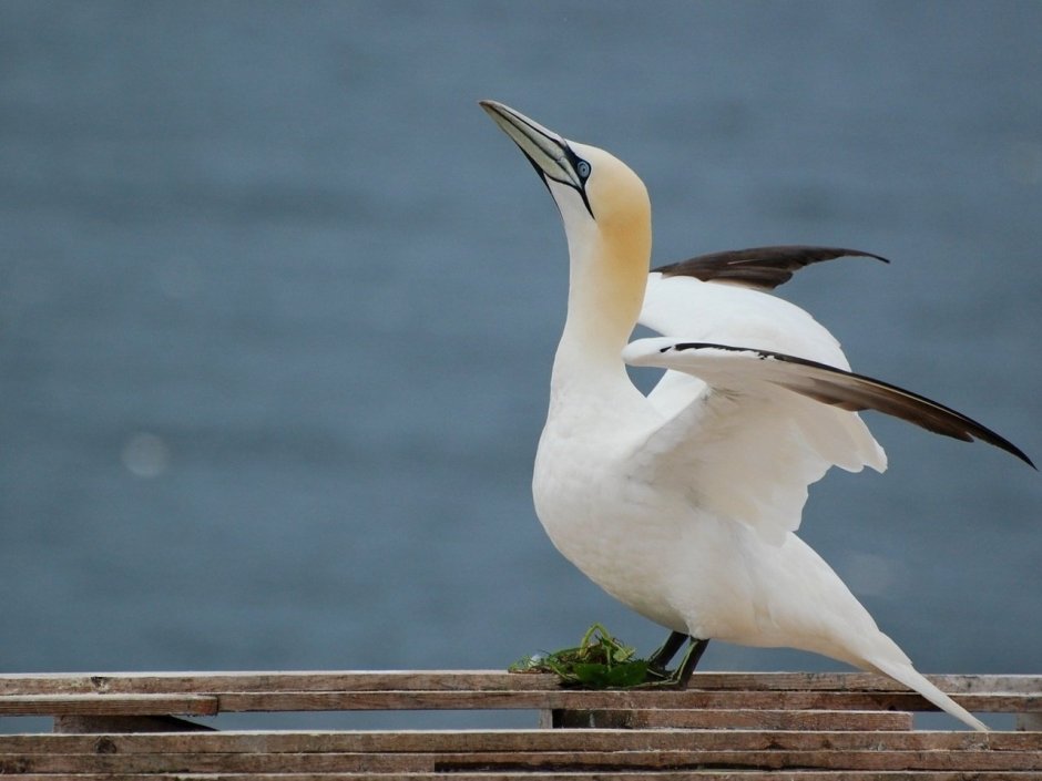 Черноморский белый Баклан