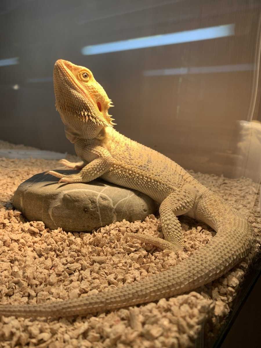 Бородатая агама дракон