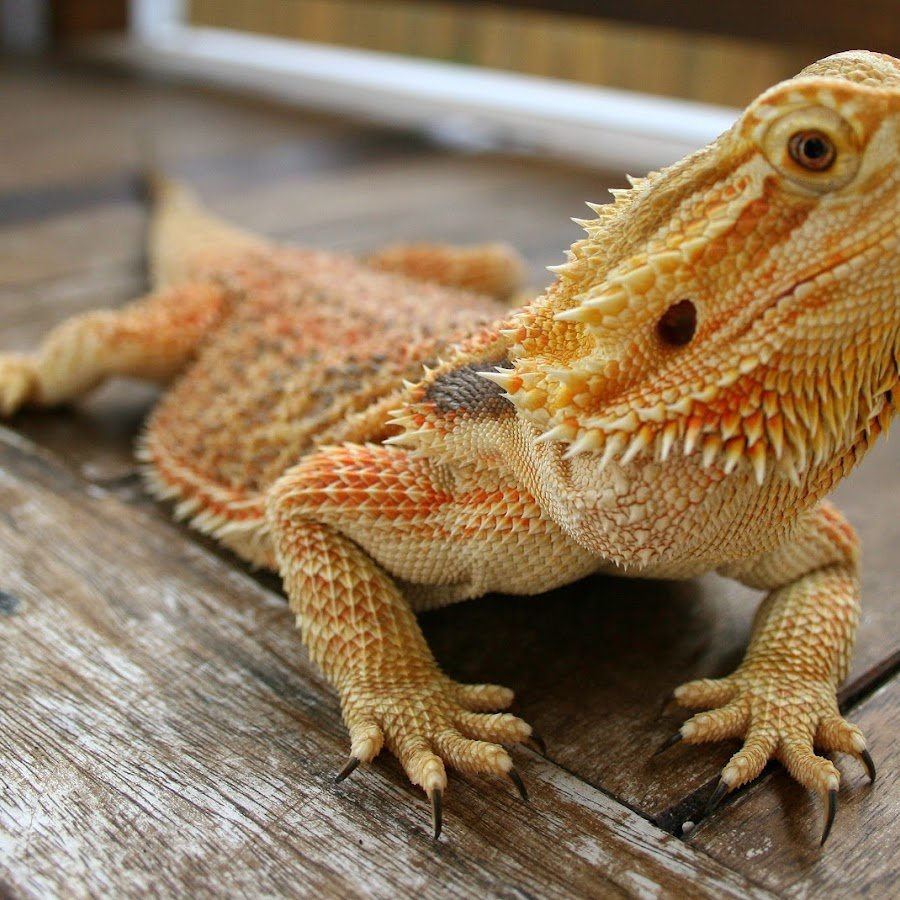 Бородатая агама злится