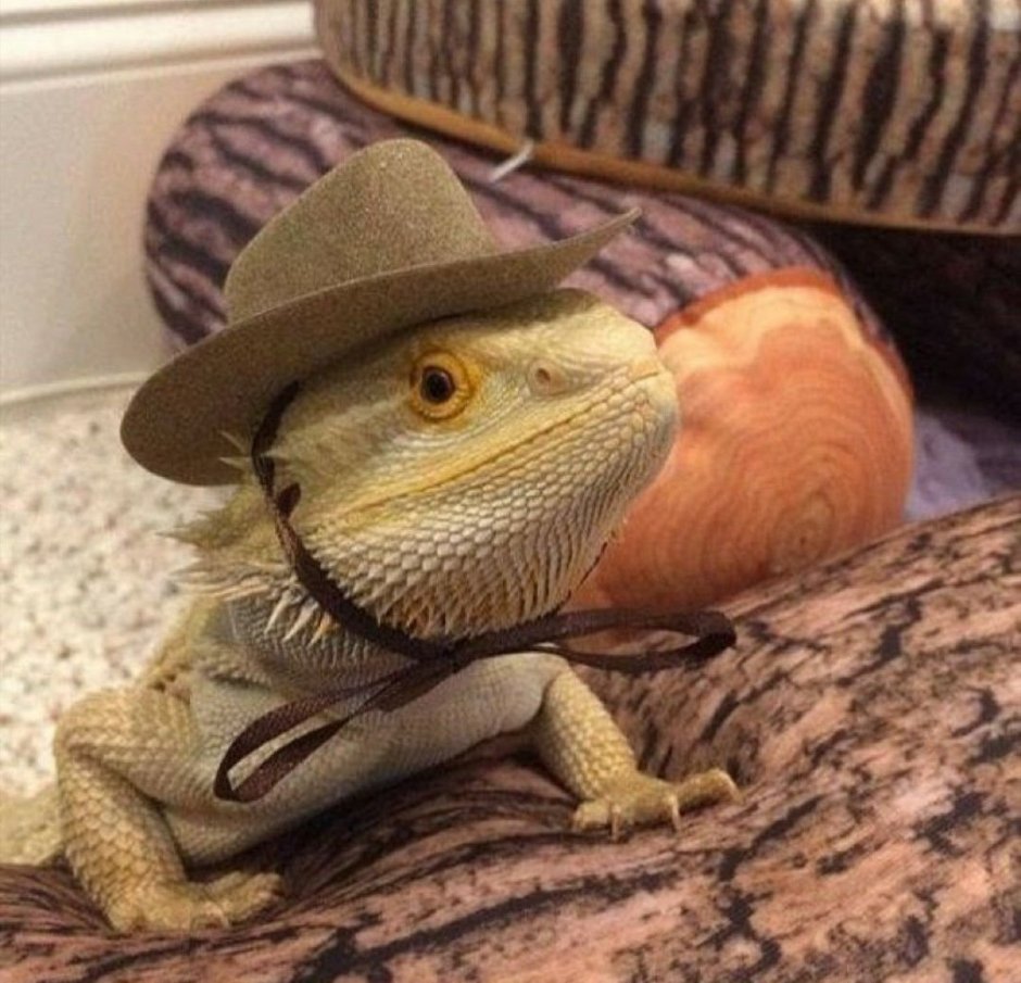 Бородатая агама злая