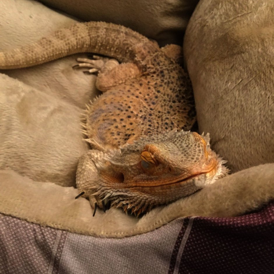 Бородатая агама в костюме