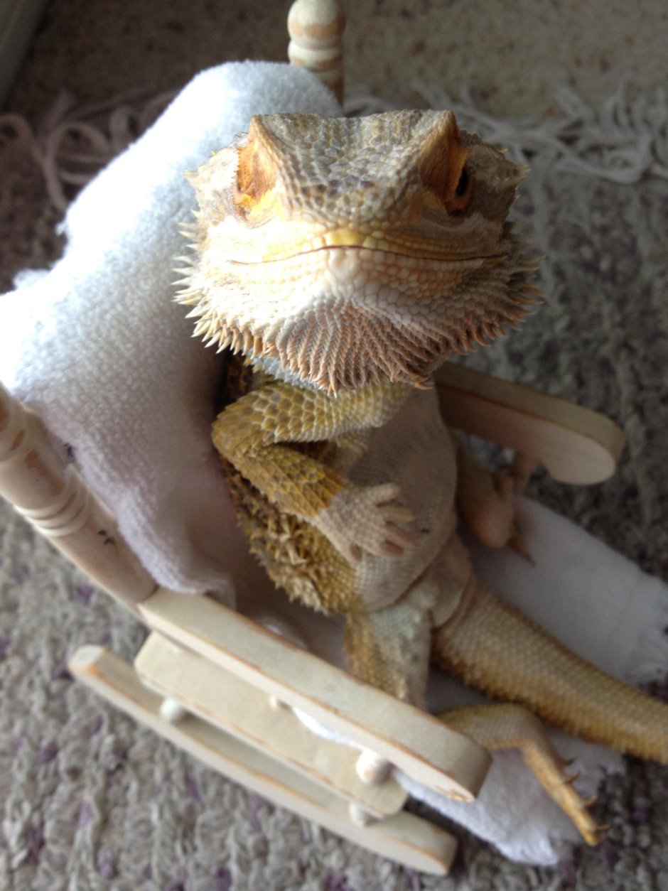 Ящерица бородатая агама