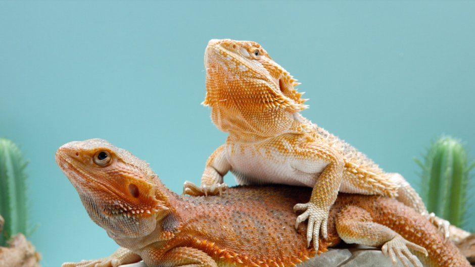 Серая бородатая агама