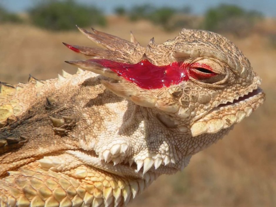 Бородатая агама злая