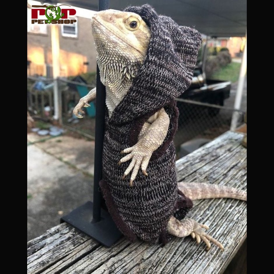 Бородатая агама