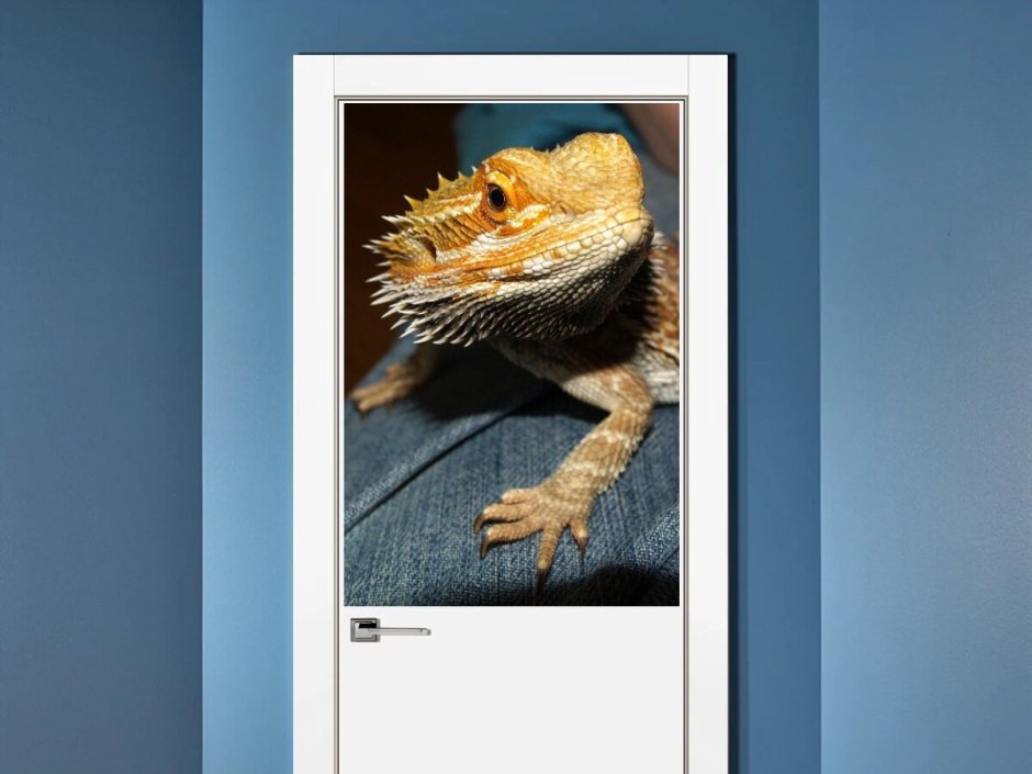 Бородатая агама дракон