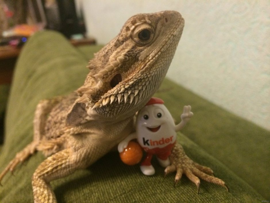 Бородатая агама анфас
