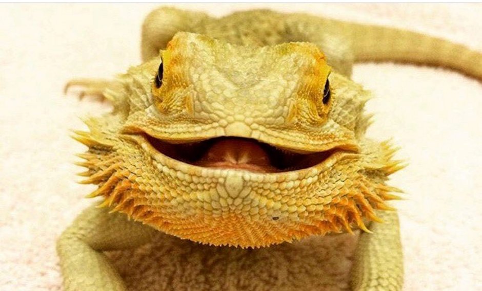 Австралийская бородатая агама