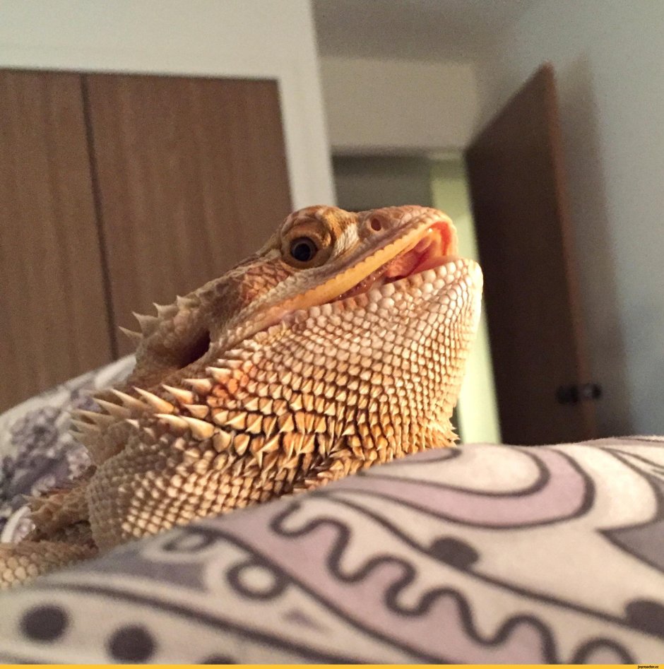 Бородатая агама милая