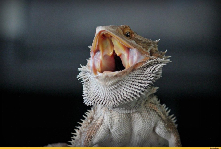 Ящерица бородатая агама