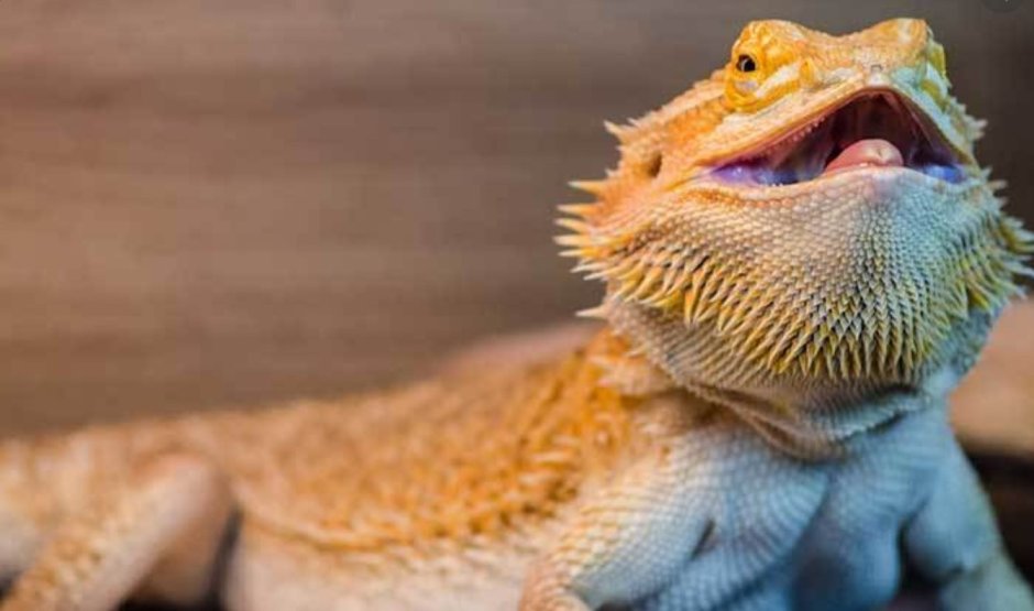 Ящерица бородатая агама