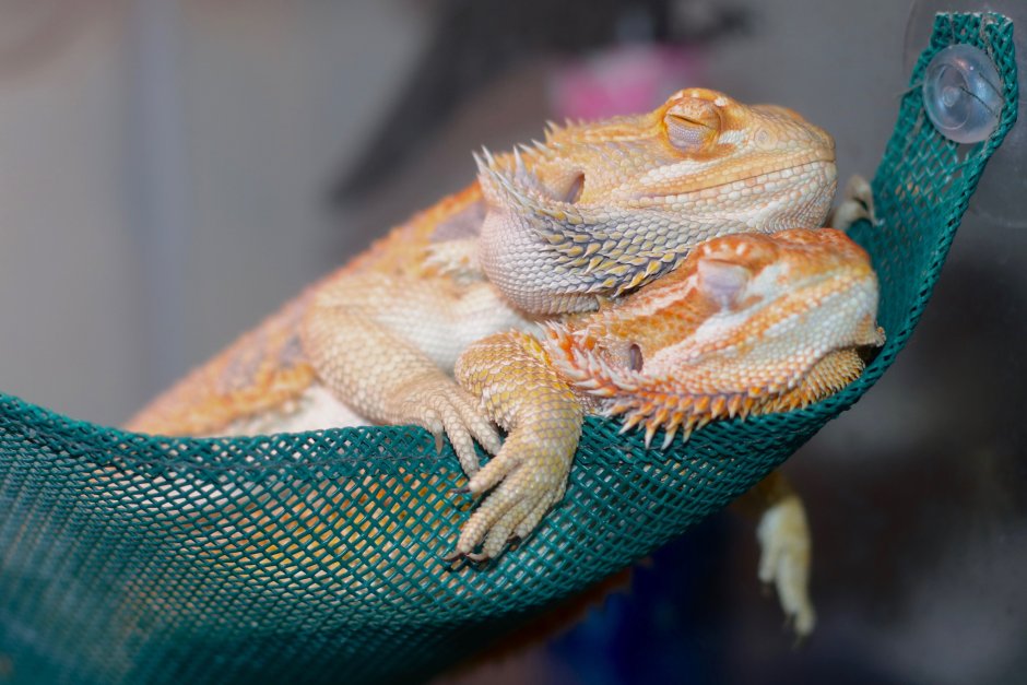 Ящерица эублефар