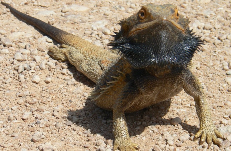 Бородатая агама немецкий гигант