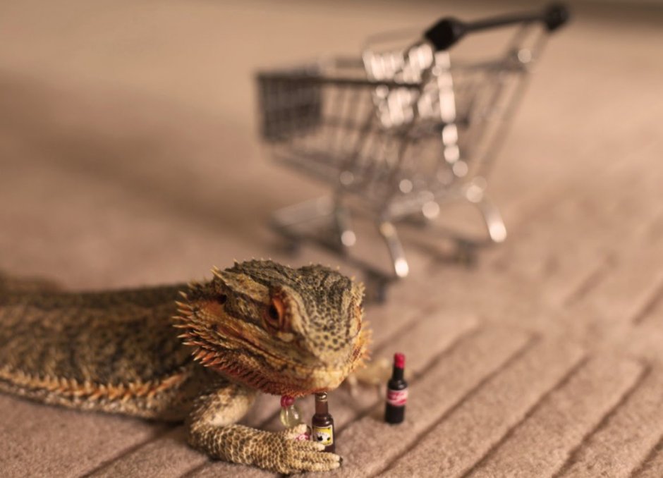 Бородатая агама Zero