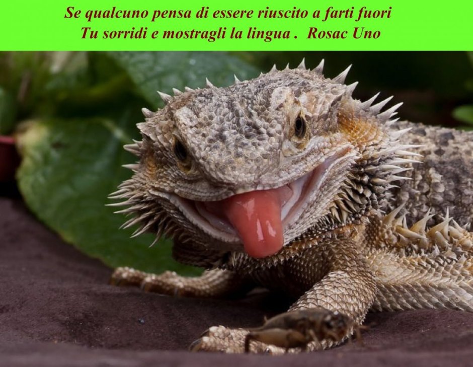 Агама бородатая раздула мешок