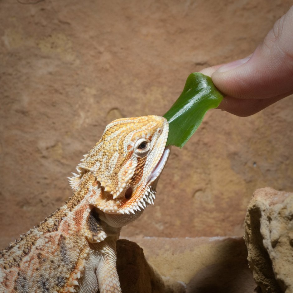 Игуана бородатая агама