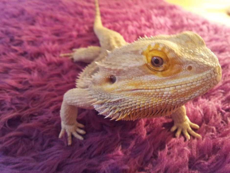 Игуана бородатая агама