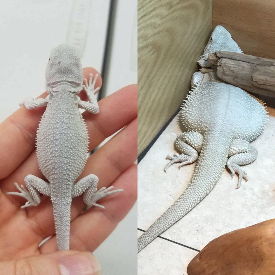 Бородатая агама