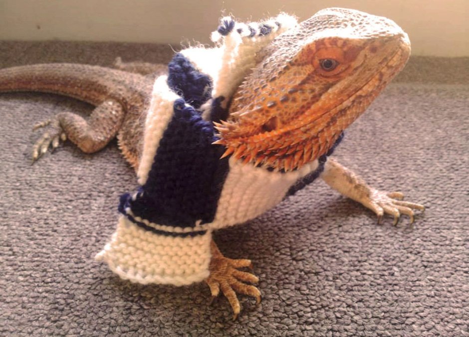 Бородатая агама злая