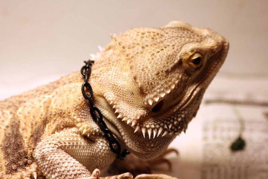 Бородатая агама улыбается