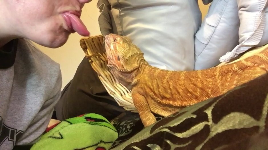 Милые бородатые агамы