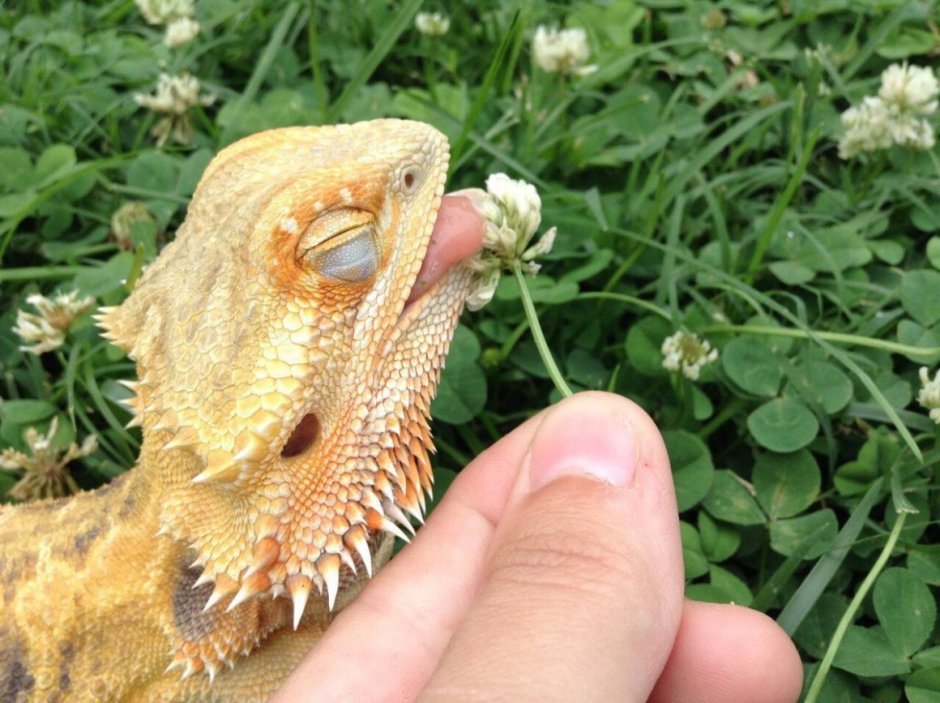 Бородатая агама в одежде
