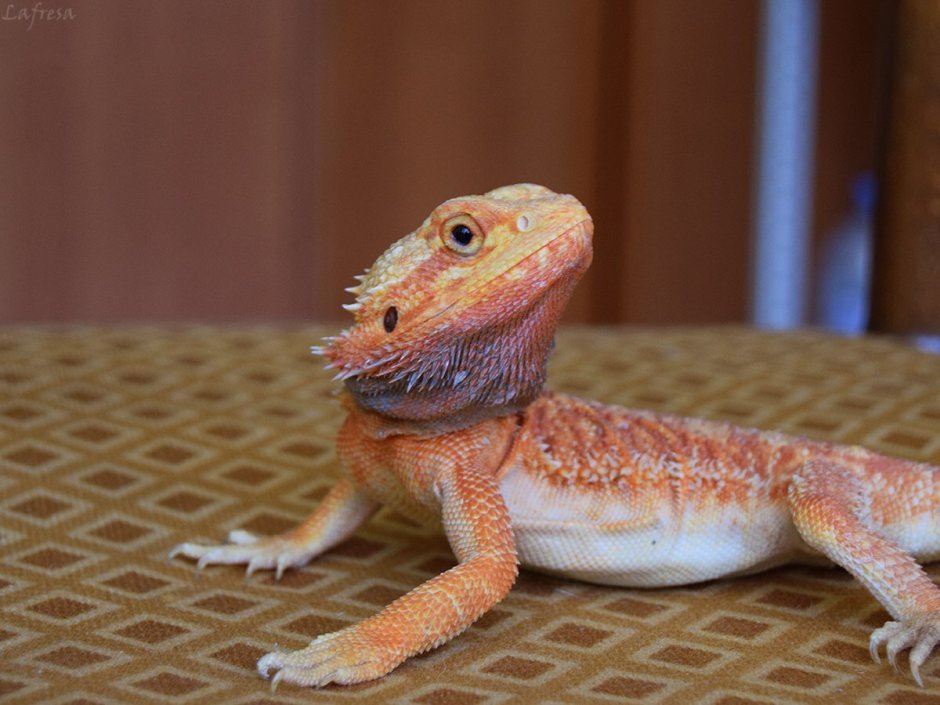 Бородатая агама в одежде