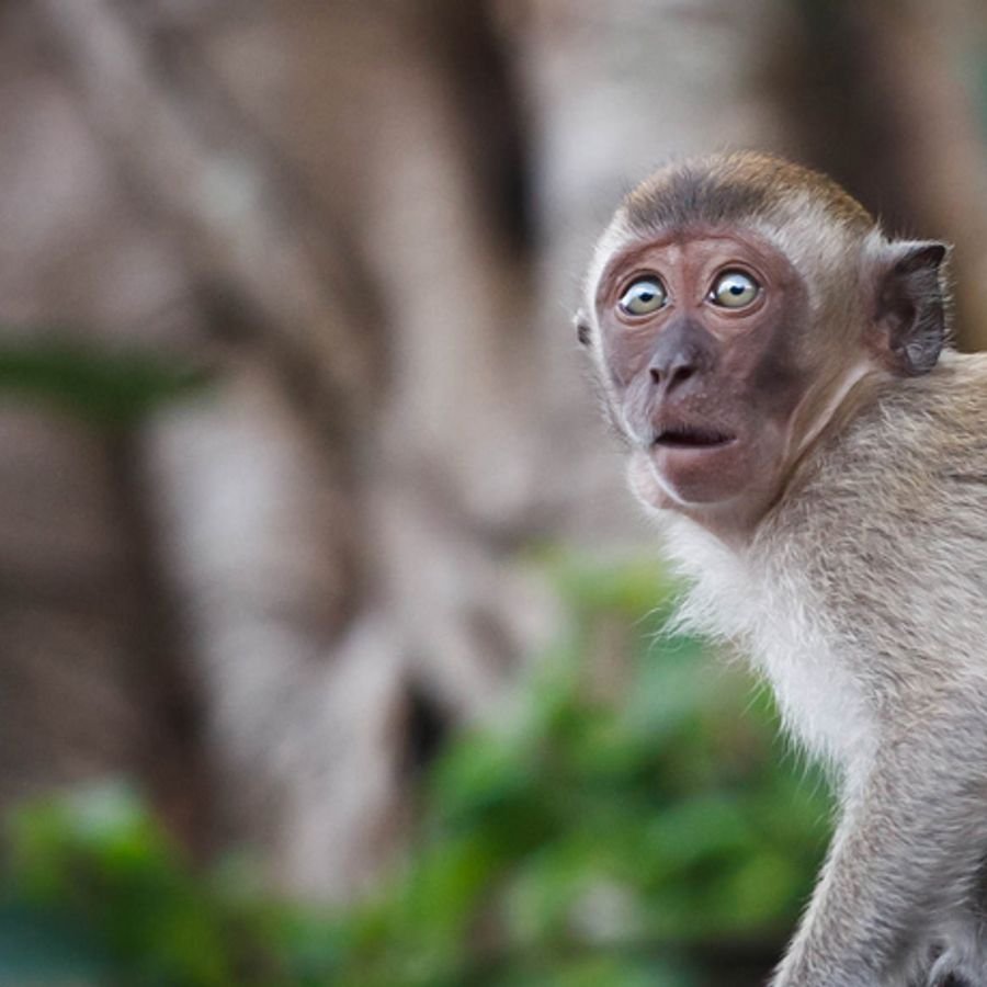 Удивленная обезьянка