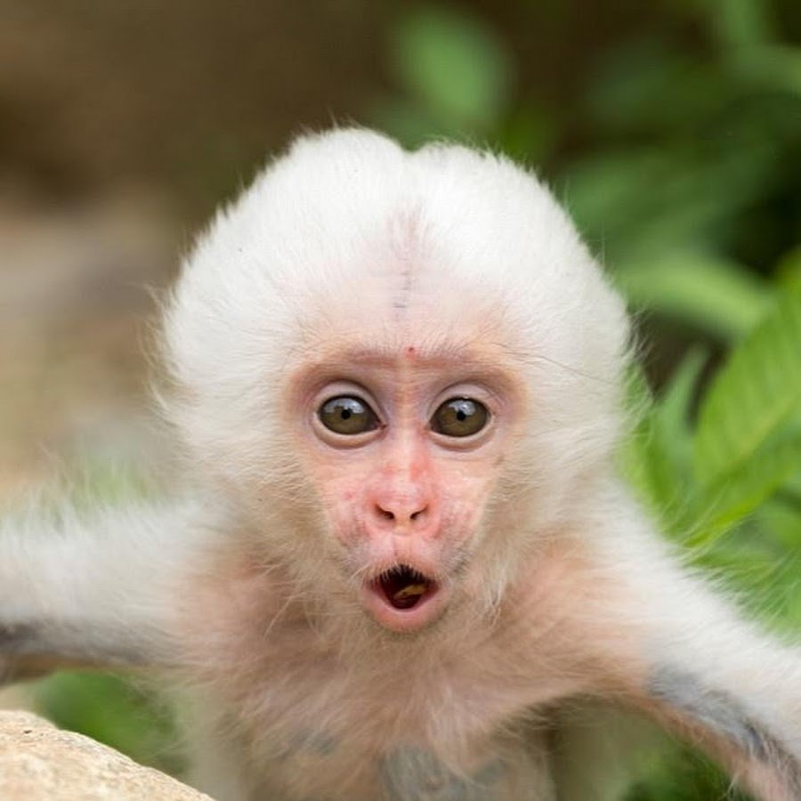 Удивленная обезьянка