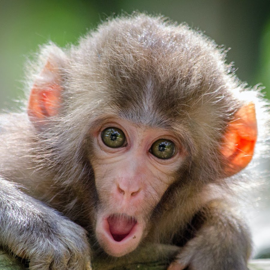 МОНКЕЙ флип