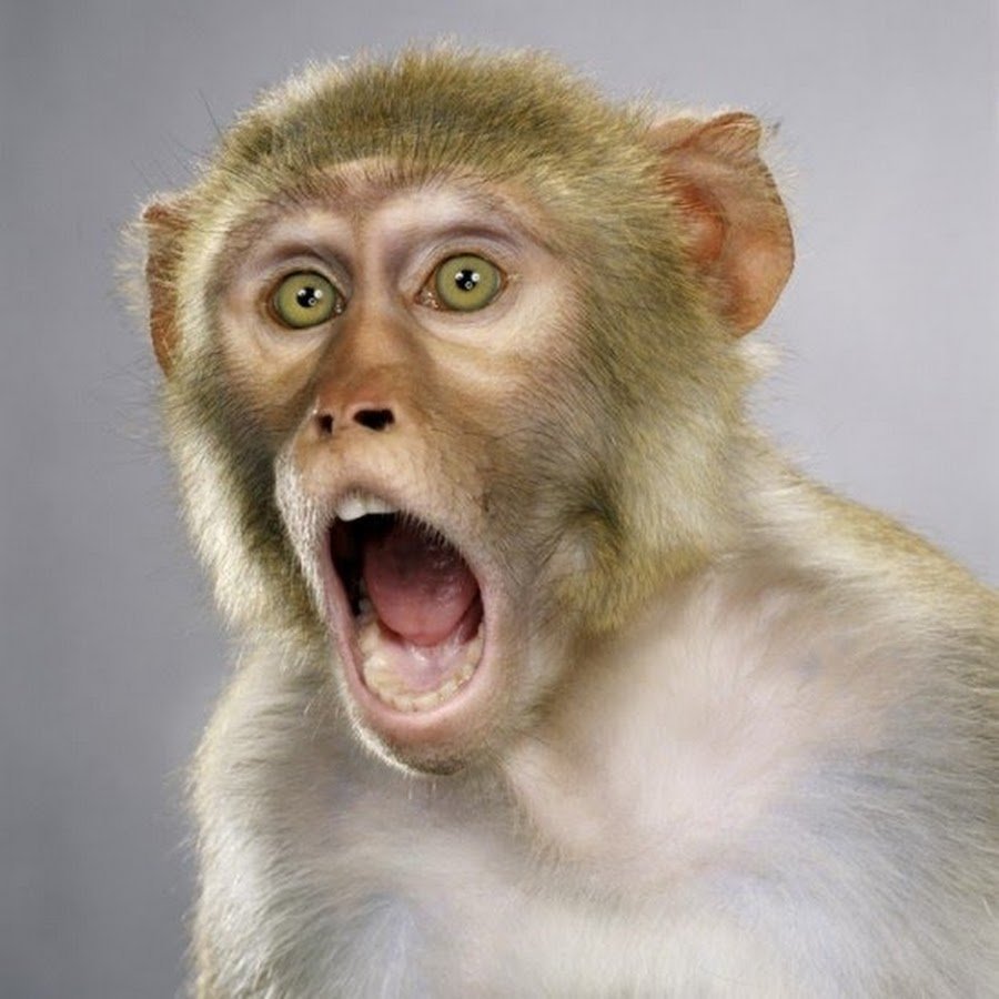 Удивленная обезьянка