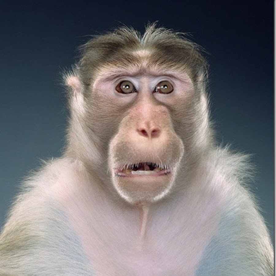 Озадаченная обезьяна