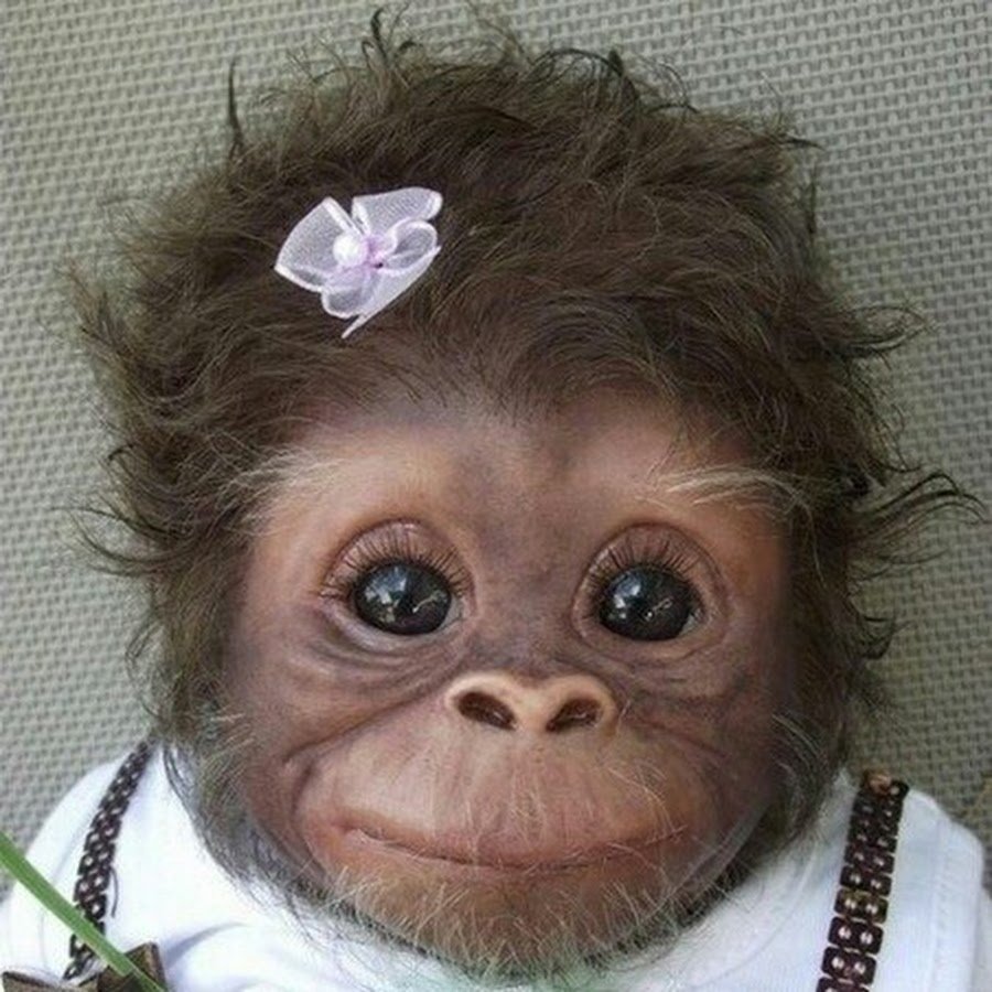 Накрашенная обезьяна