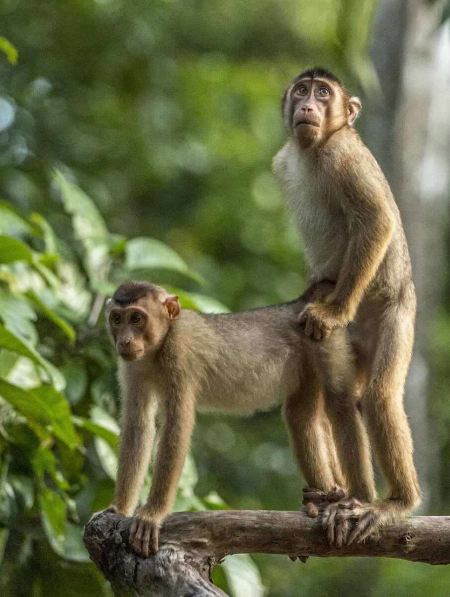 Морда обезьяны