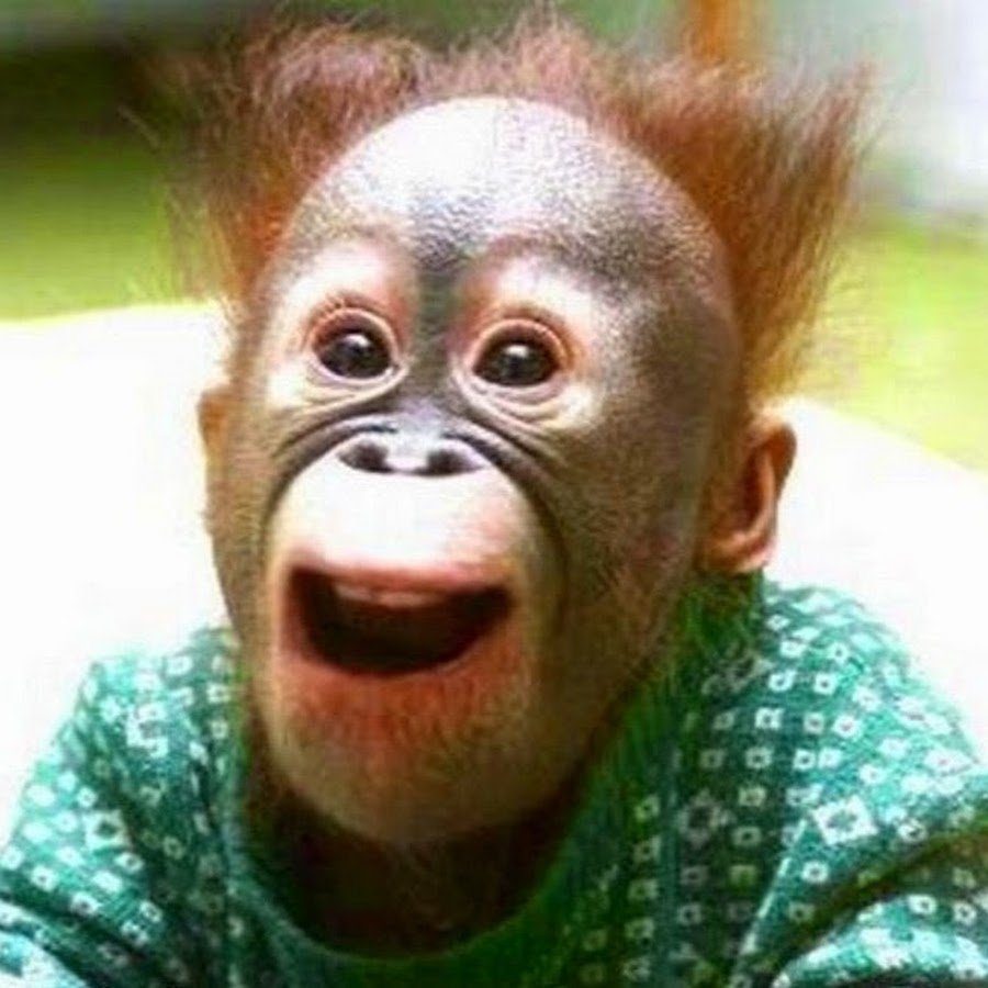 Обезьяна удивление